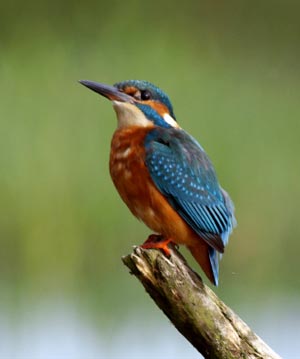 Martin Brothers Kingfisher Bird Jar